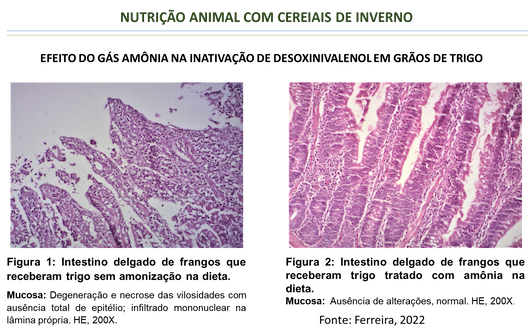 nutrição anumal co cereais de inverno