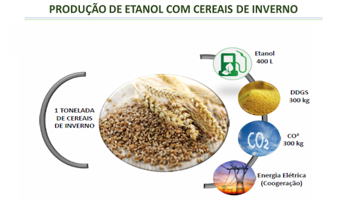 produção de etanol com cereais de inverno